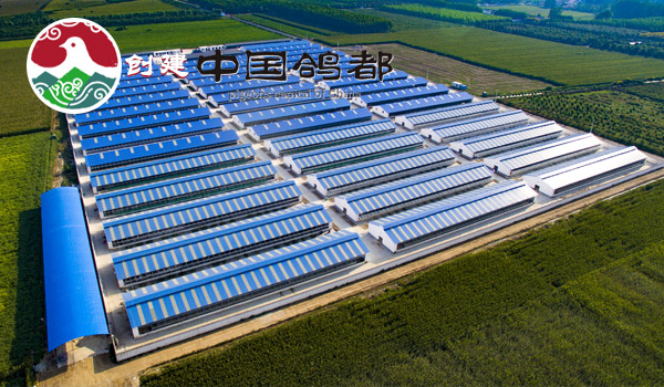 創(chuàng)建中國(guó)鴿都