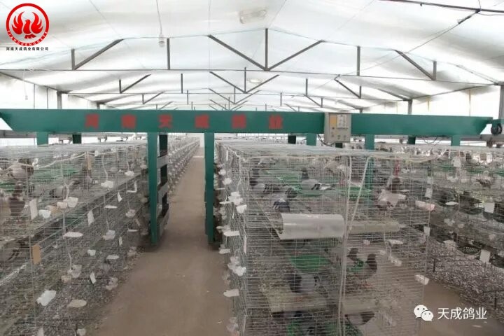 自動(dòng)化肉鴿喂料機(jī)