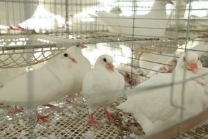 養(yǎng)殖肉鴿籠具設(shè)備應(yīng)該怎樣選,？