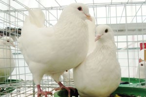 養(yǎng)殖肉鴿失敗案例大總結(jié)，這些誤區(qū)千萬別觸碰
