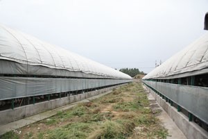 自建鴿棚需要注意些什么,？