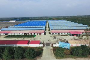 自建鴿棚需要注意些什么,？