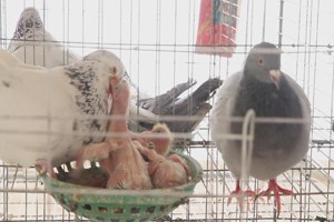散養(yǎng)青年鴿的棚子要怎樣搭建？