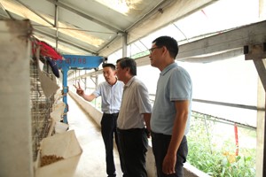 河南省科協(xié)副主席房衛(wèi)平蒞臨河南天成鴿業(yè)考察調(diào)研。