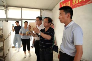 河南省畜牧總站茹寶瑞蒞臨天成鴿業(yè)考察調研