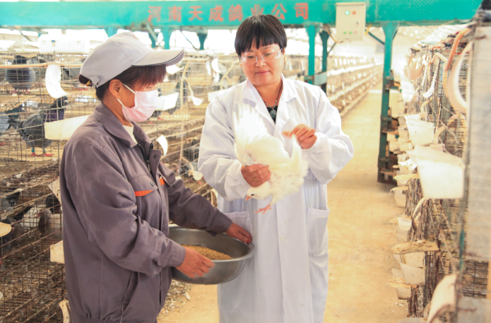 河南省婦聯(lián)副主席崔愛蘭蒞臨河南天成鴿業(yè)開展調(diào)研工作