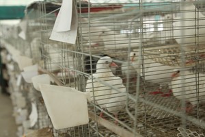 養(yǎng)殖肉鴿飼養(yǎng)員都要做什么工作？