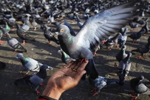 養(yǎng)殖肉鴿的過(guò)程中如何正確捕捉和抓握鴿子,？