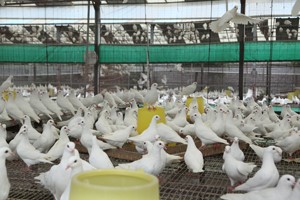 養(yǎng)殖肉鴿的過(guò)程中如何正確捕捉和抓握鴿子,？