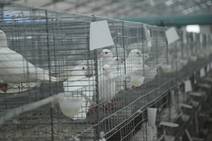養(yǎng)殖肉鴿的過(guò)程中如何正確捕捉和抓握鴿子,？