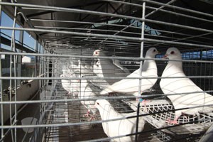 養(yǎng)殖肉鴿這些無機鹽你知道嗎,？