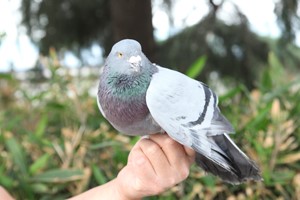 小月齡的青年鴿怎樣分公母？