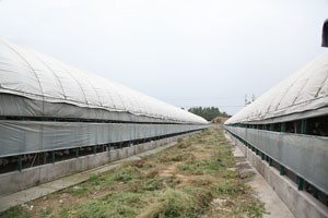 養(yǎng)鴿場的建設(shè)布局應(yīng)該注意些什么？