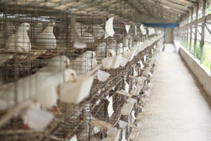 肉鴿種鴿常見飼養(yǎng)方式有哪些,？