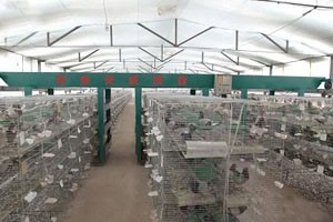 喂料機(jī)