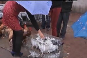 肉鴿養(yǎng)殖場建設項目如何進行投資預算,？