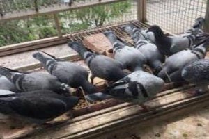 養(yǎng)雞、養(yǎng)鴨真的不如養(yǎng)肉鴿,？