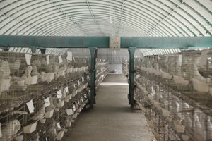 肉鴿這樣養(yǎng)真的省時又省力,？