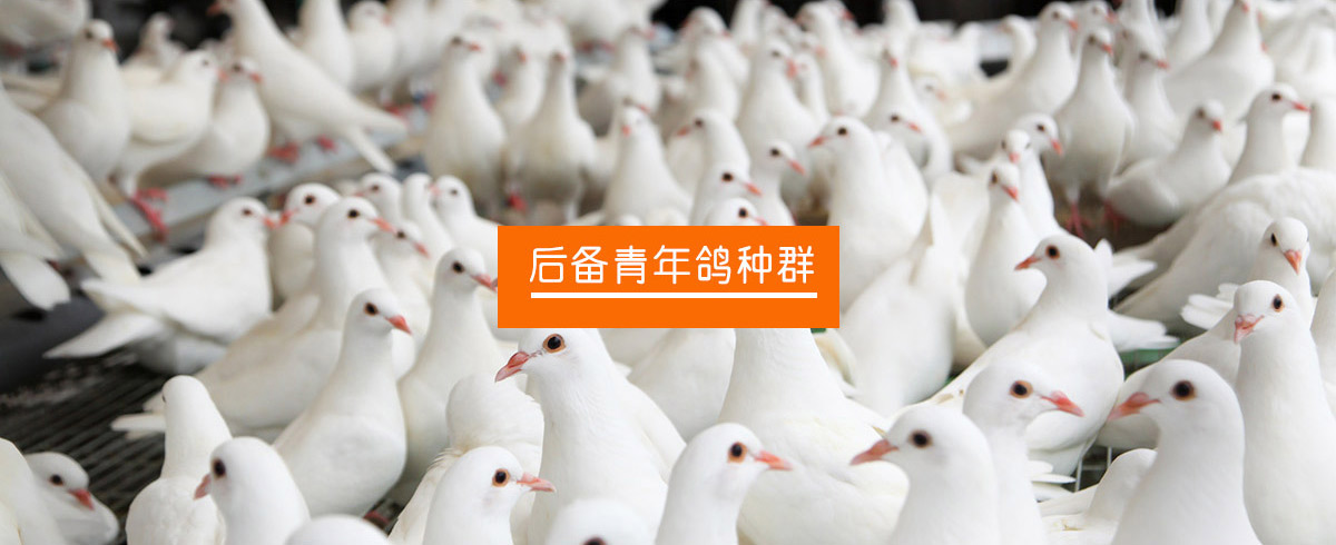 白王鴿(Ⅰ號)