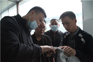恭喜山西客戶引購天成種鴿20000羽