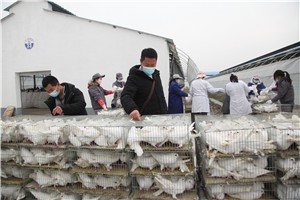 比來比去天成種鴿更勝一籌,！二次引種4000羽天成種鴿再赴重慶