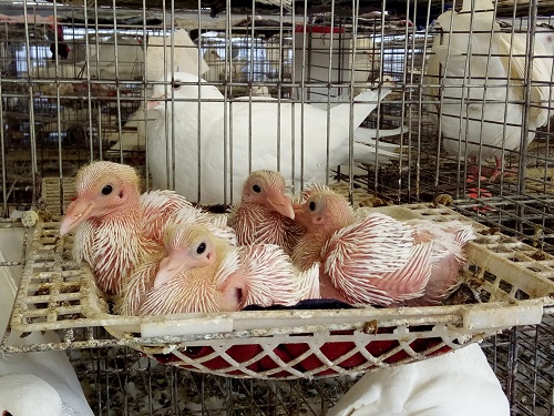 親鴿哺育的飼養(yǎng)與管理