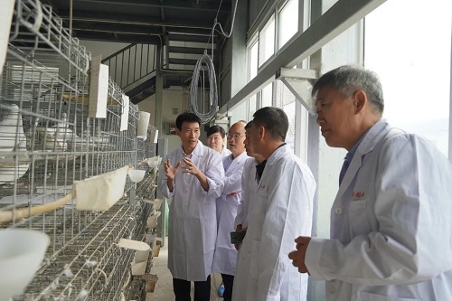 “天成1號肉鴿”配套系培育及健康養(yǎng)殖技術研發(fā)項目啟動會在天成鴿業(yè)召開