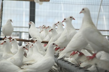 肉鴿養(yǎng)殖原糧成本上漲,，我們該不該在飼料上省錢