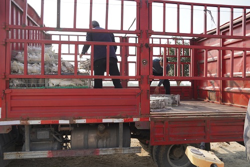 趙先生的600對(duì)種鴿正在裝車